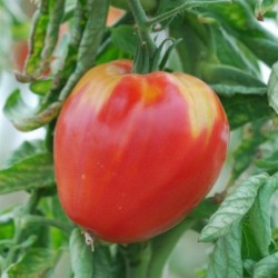 graines de Tomates Coeur de Boeuf d'Antan