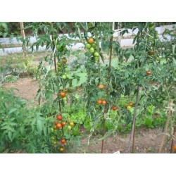 graines de Tomates Classiques F1