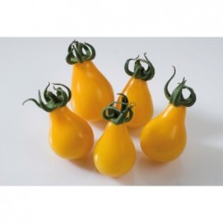 graines de Tomate poire jaune