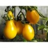 graines de Tomate poire jaune