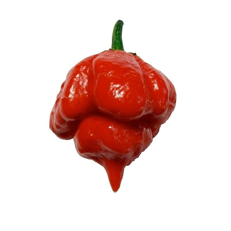 graines de Piment Cloche