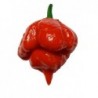 graines de Piment Cloche