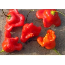 graines de Piment Cloche