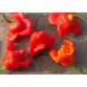 graines de Piment Cloche