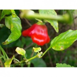 graines de Piment Cloche