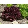 graines de Salade rouge frisée Lollo Rossa