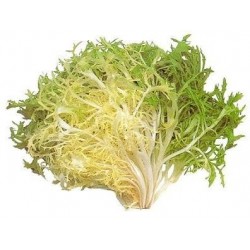 graines de Salade Frisée...