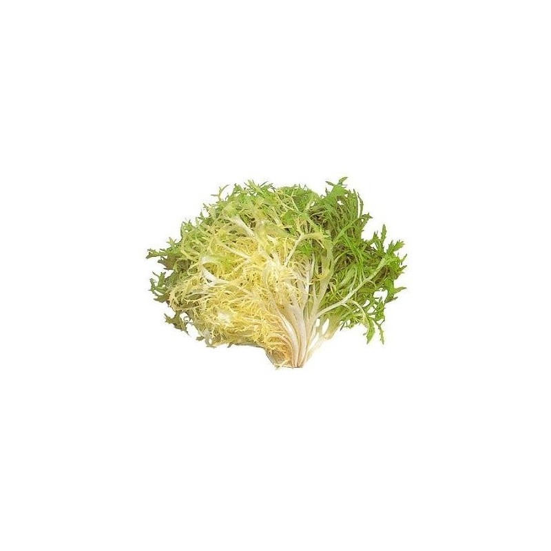 graines de Salade Frisée (endive)