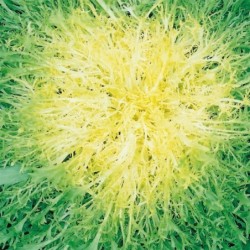 graines de Salade Frisée (endive)