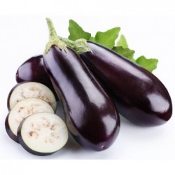 graines d'Aubergine