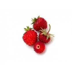 graines de Fraises des bois