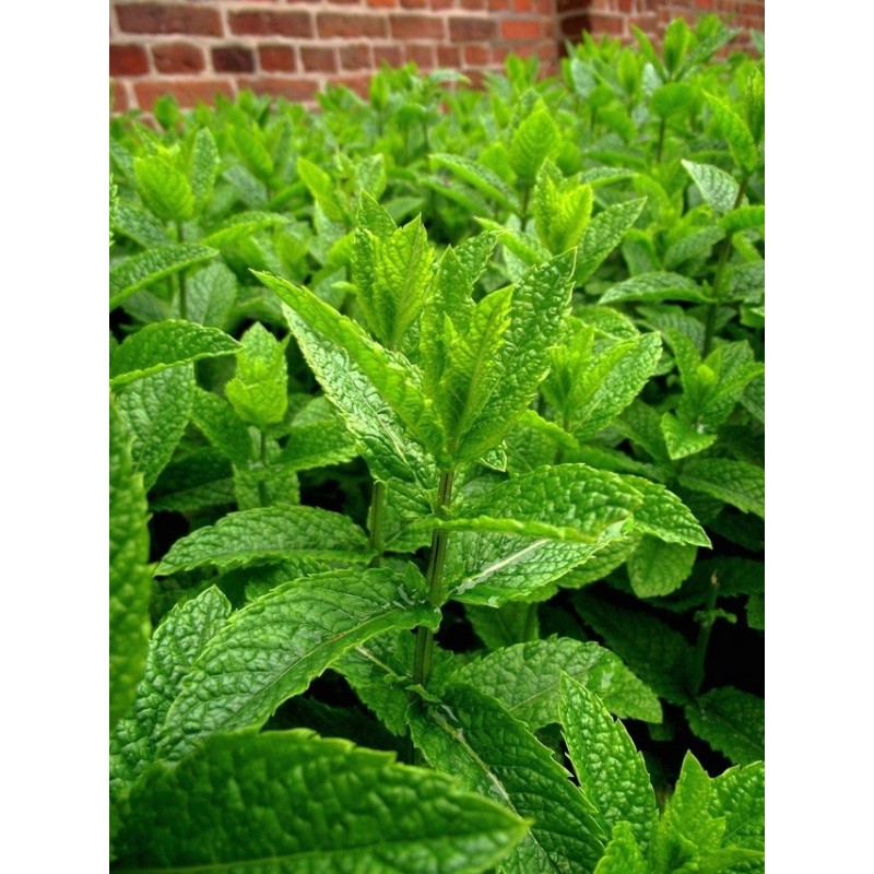 Graines De Menthe Poivrée (Mentha Piperita) - Environ 1000