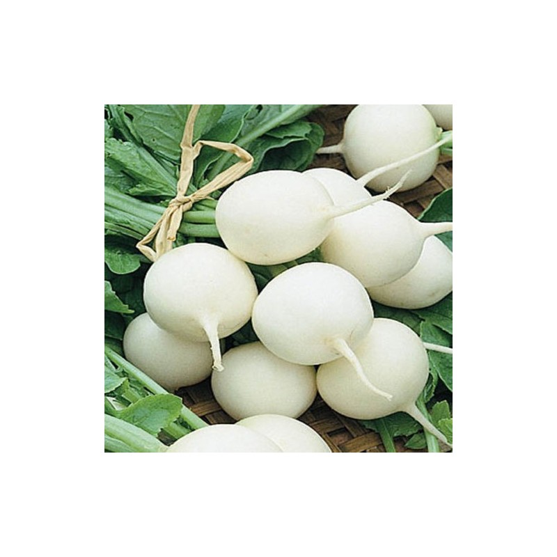 Radis Rond Grand Bout Blanc Sézanne - Sachet De 100 Graines à Semer - Le Grenier D'Abondance - Rapide Et Facile !