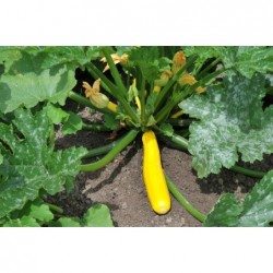 graines de Courgette Jaune (Atena Polka)