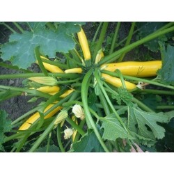 graines de Courgette Jaune (Atena Polka)