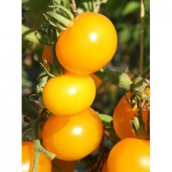 graines de Tomates Cerises Jaune Ola Polka