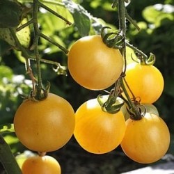 graines de Tomates Cerises Jaune Ola Polka