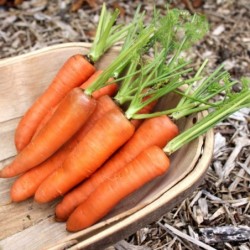 graines de Carottes précoces