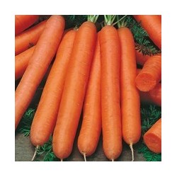 graines de Carottes précoces