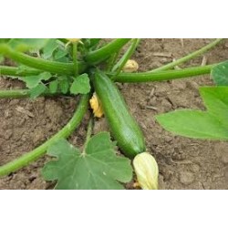 graines de Courgette Verte (Soraya)