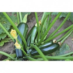 graines de Courgette Verte (Soraya)