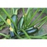 graines de Courgette Verte (Soraya)