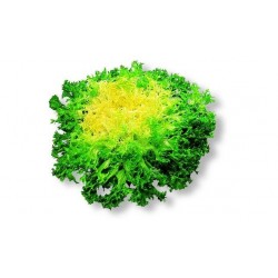 graines de Salade Frisée...