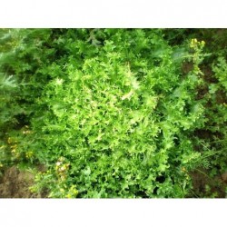 graines de Salade Frisée (chicorée)