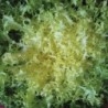 graines de Salade Frisée (chicorée)