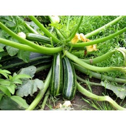 graines de Courgette Rayée