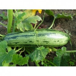 graines de Courgette Rayée