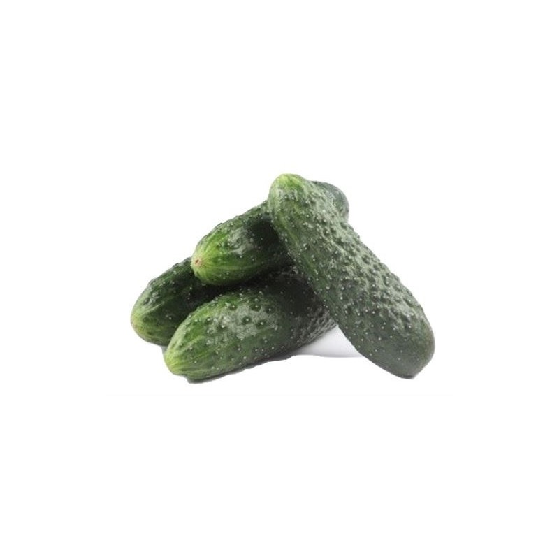 graines de Cornichon polonais F1